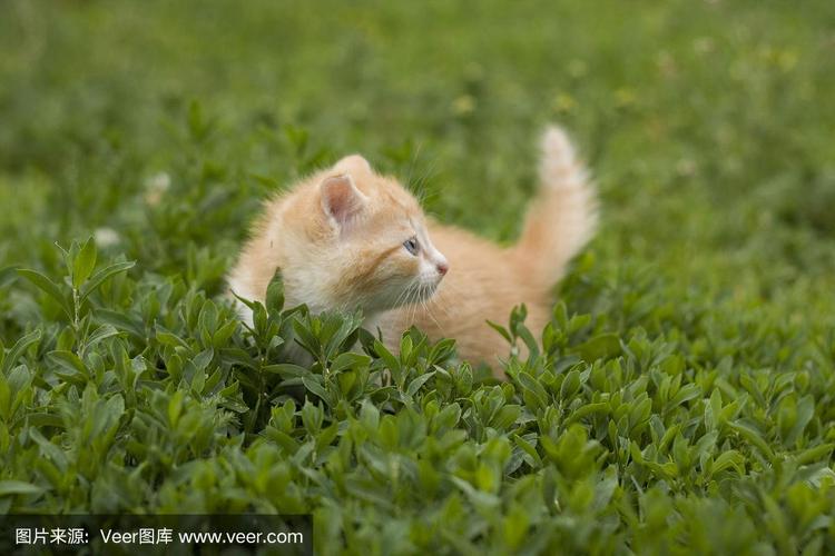 吓唬猫