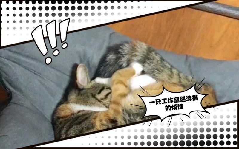 巡游猫