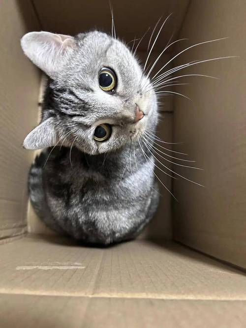 有趣的小猫