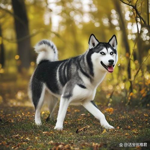 哈士奇的尾巴