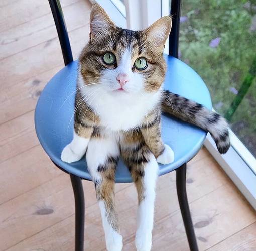有趣的小猫 有趣的小猫