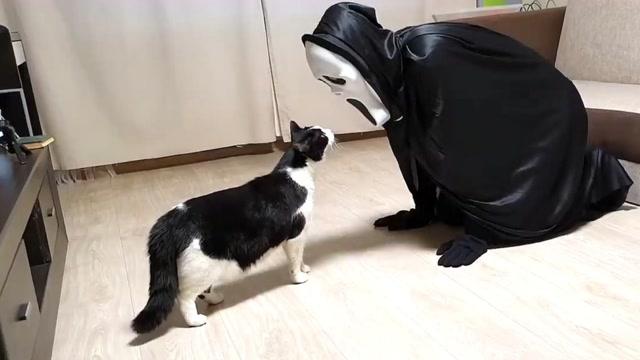 吓唬猫
