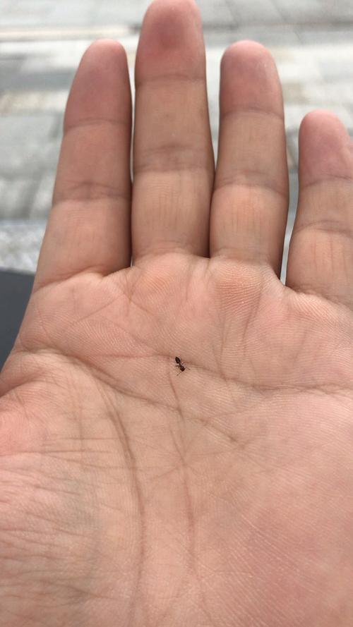 捏死蚂蚁 捏死蚂蚁