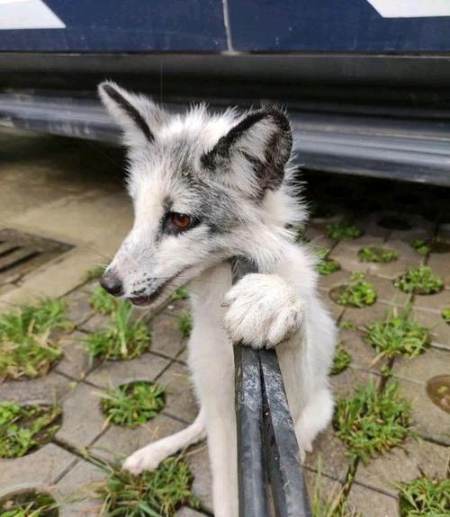 迷路狐狸