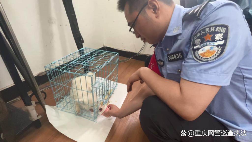 迷路狐狸