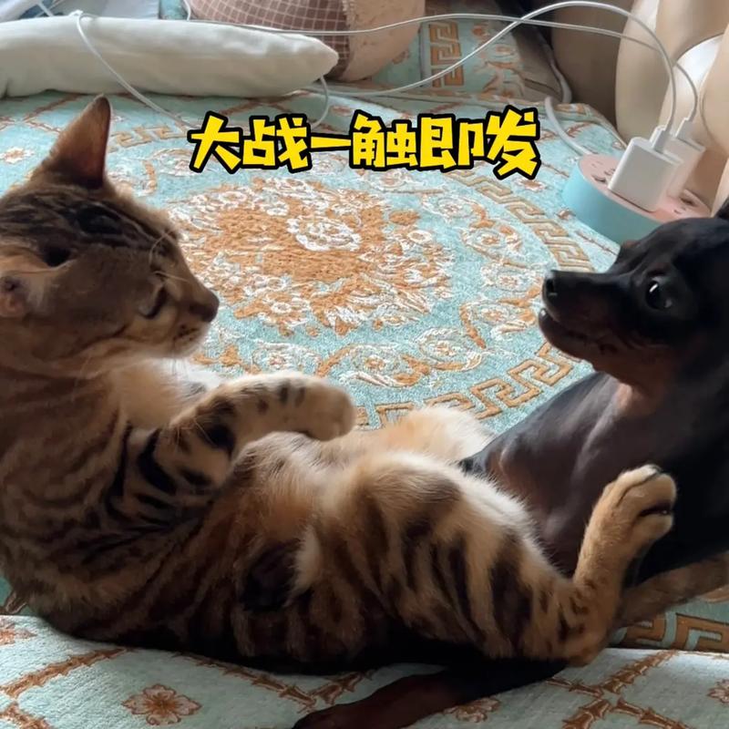 小猫大战小狗