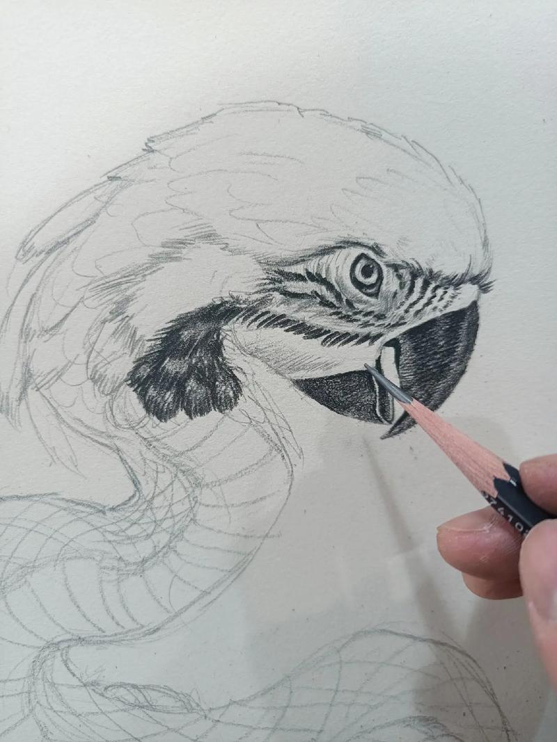 蛇鸟入门