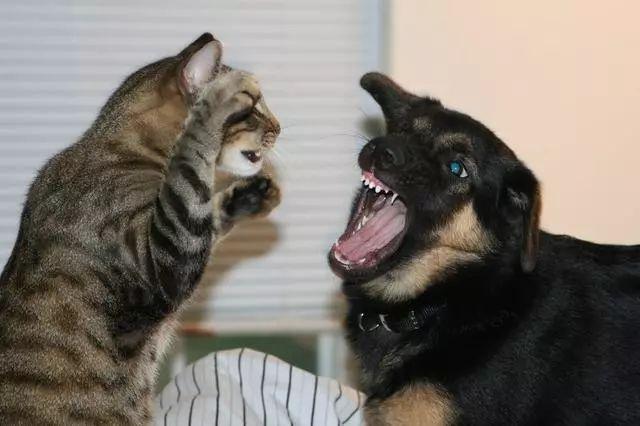 小猫大战小狗 小猫大战小狗