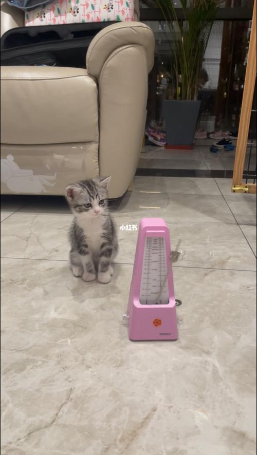 节奏猫