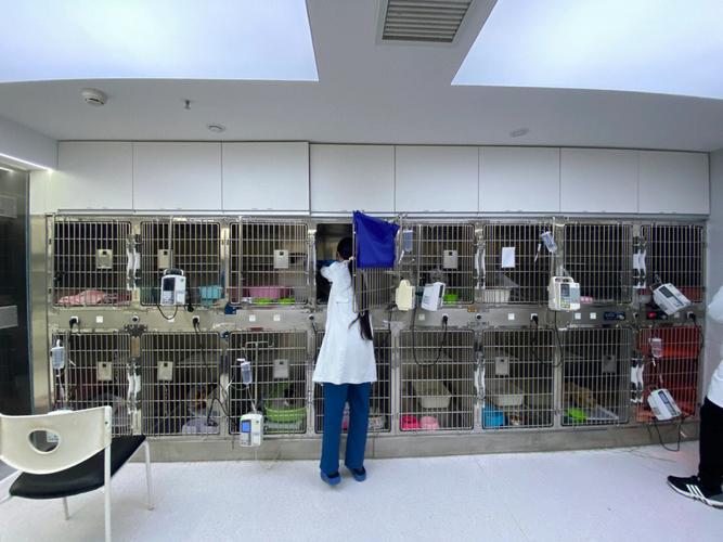 宠物小猫医院
