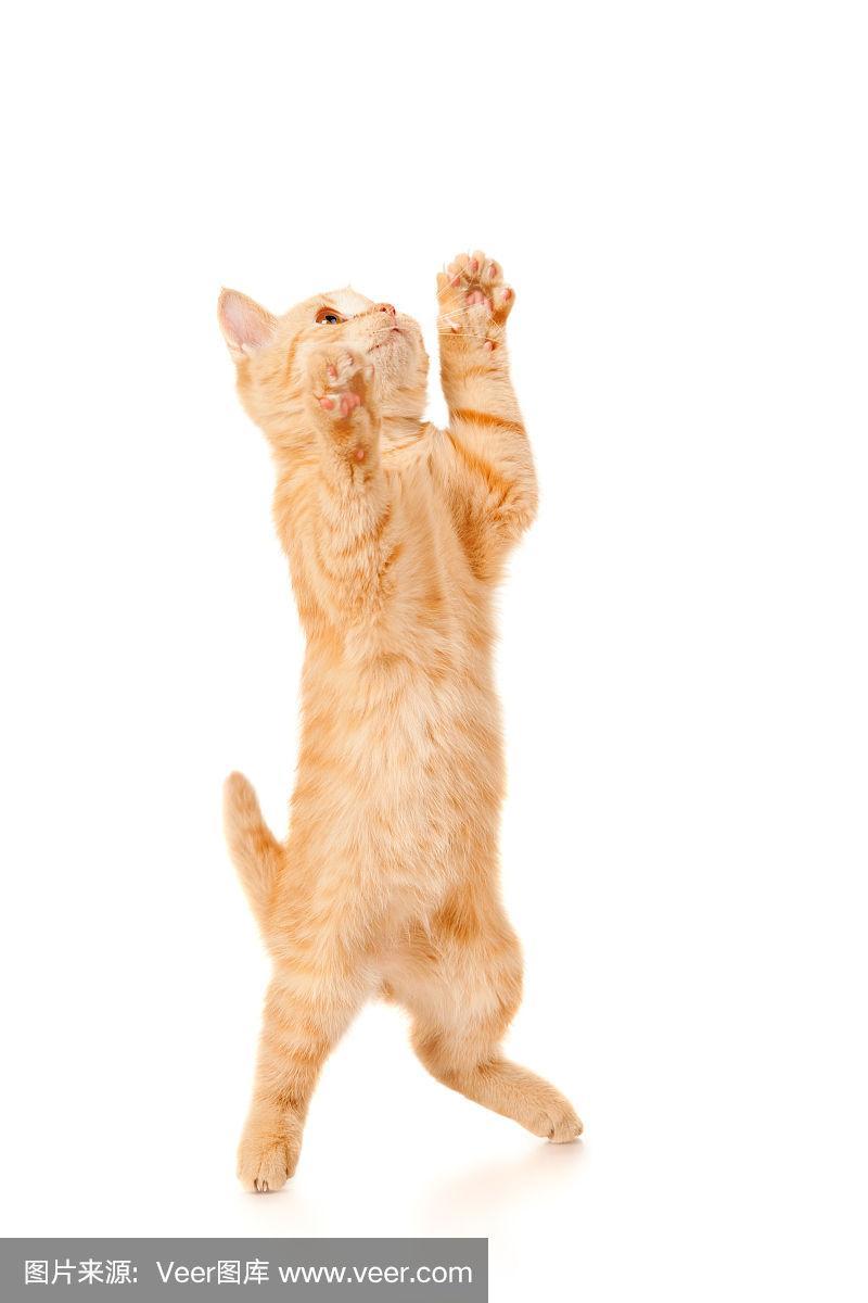 猫猫跳