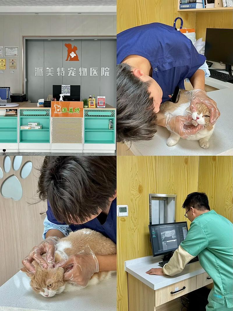 宠物小猫医院 宠物小猫医院