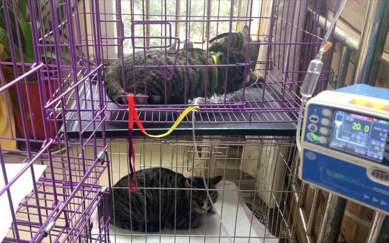 宠物小猫医院