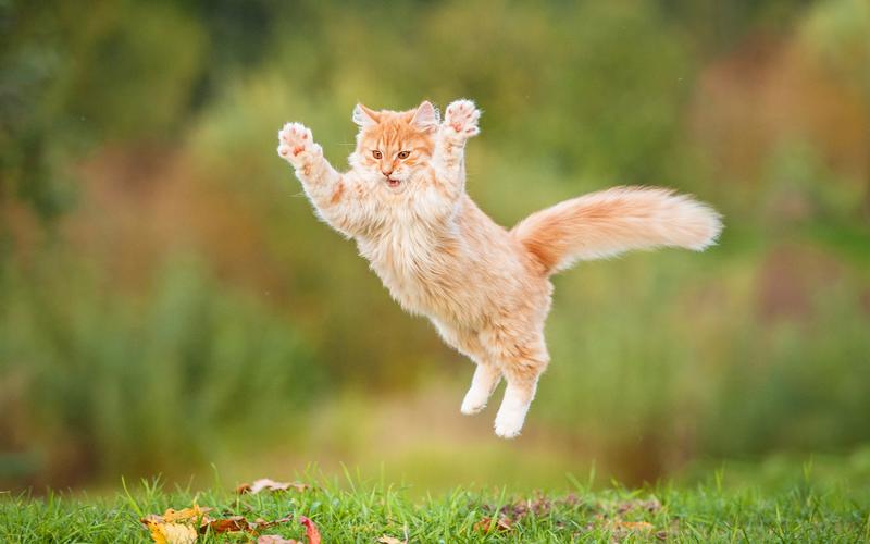 猫猫跳 猫猫跳