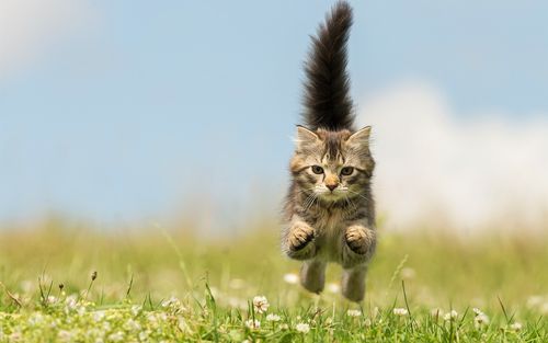 小猫泡泡