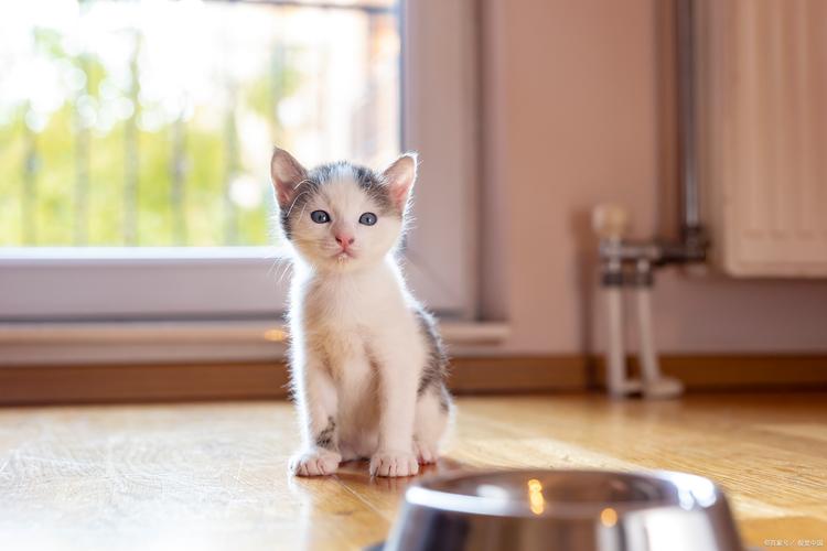 猫咪的生活
