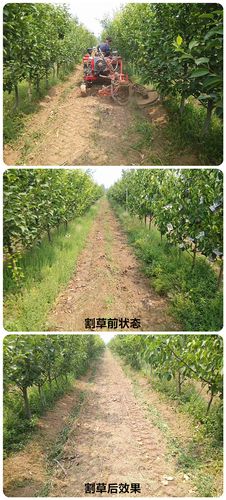 收割迷宫割草作物