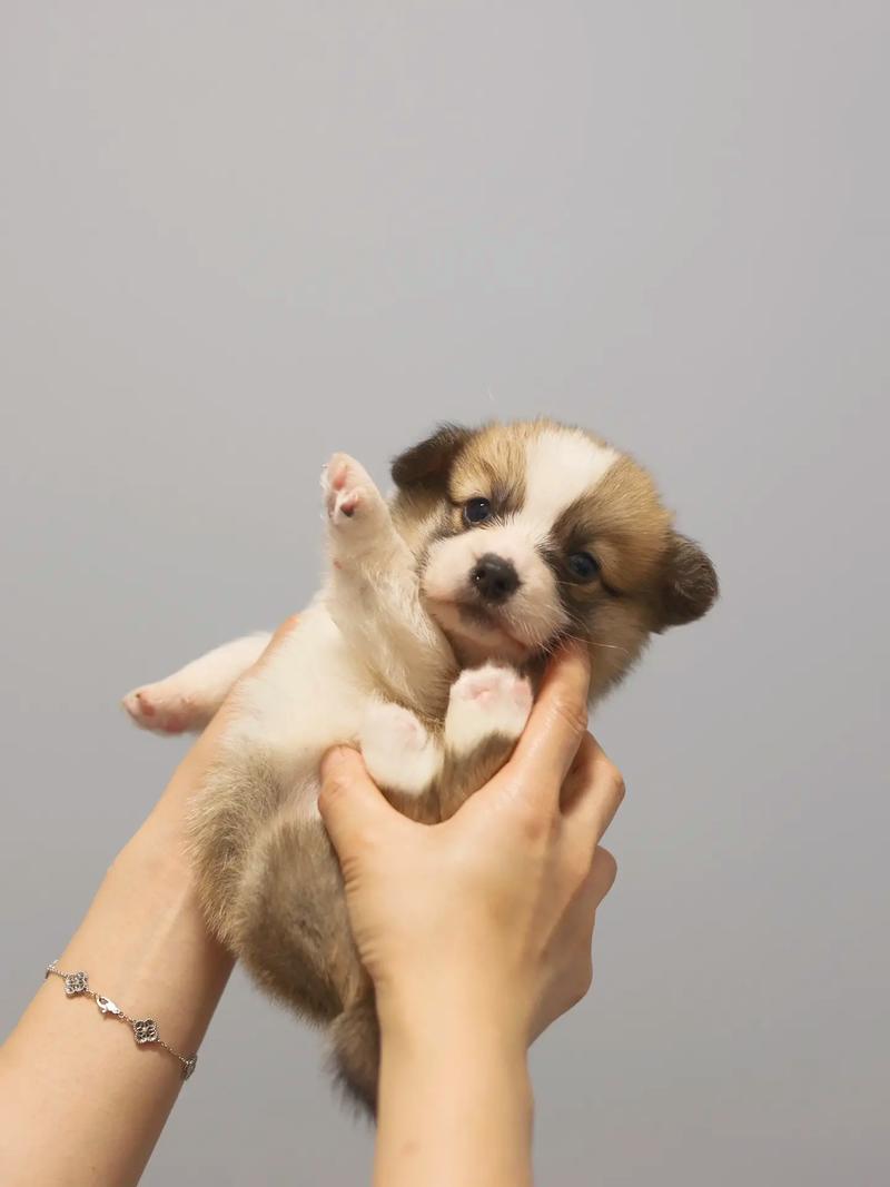成长小狗