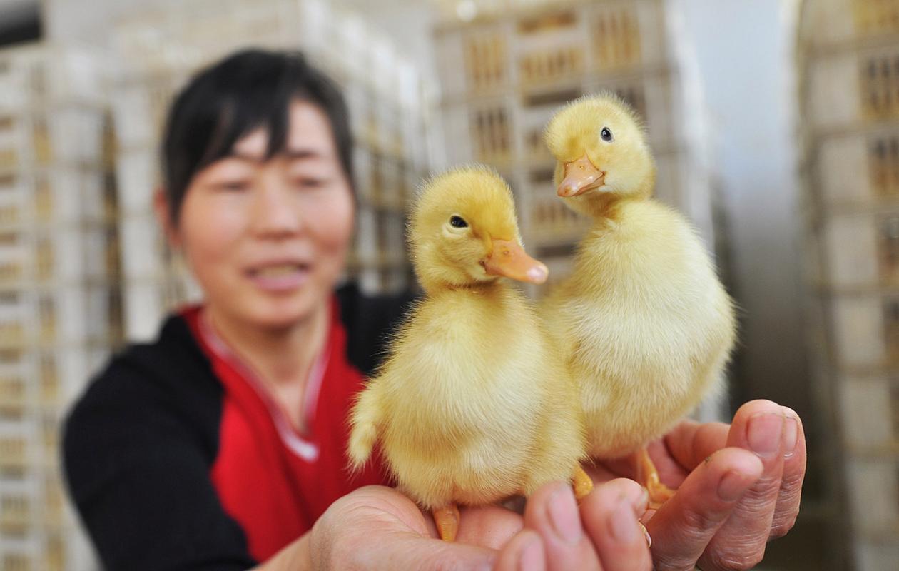 饲养小黄鸭