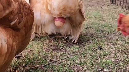 母鸡生蛋啦 母鸡生蛋啦