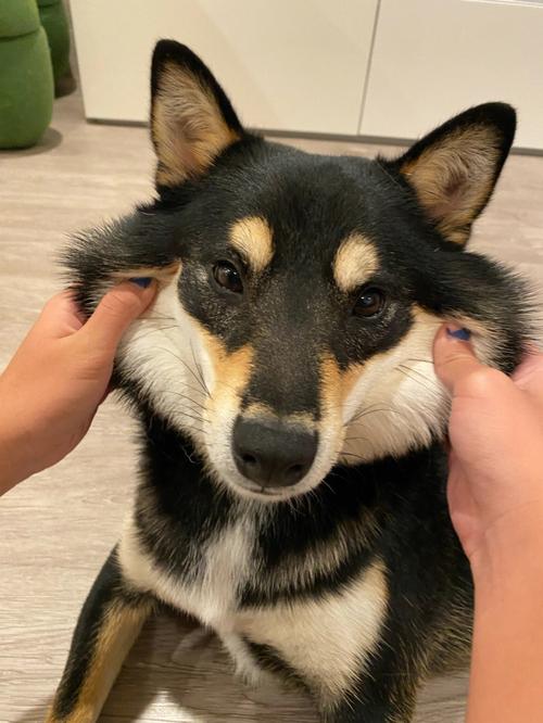 柴犬忍者
