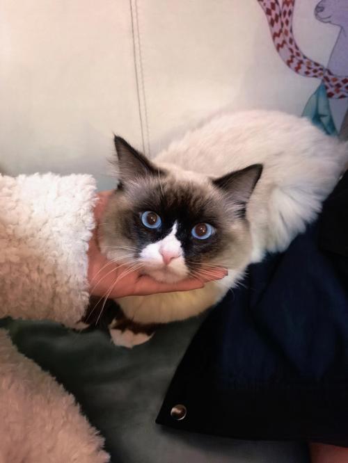 球球猫战争