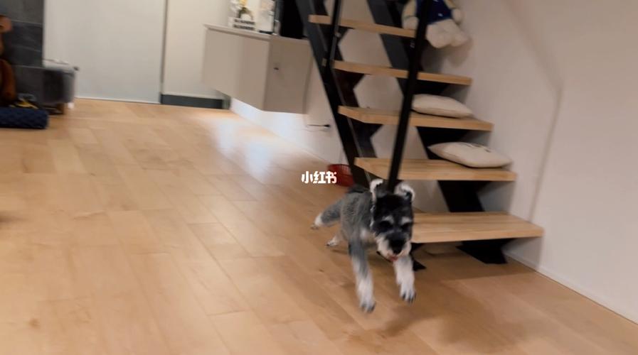 飞行狗