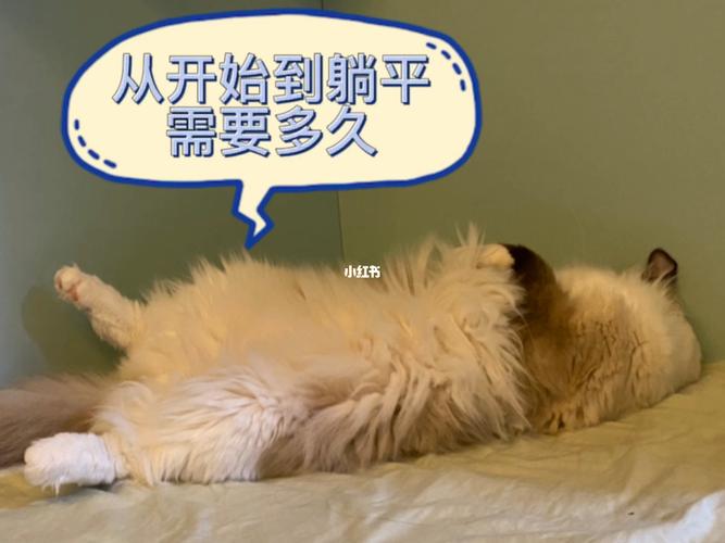 躺平挑战合集