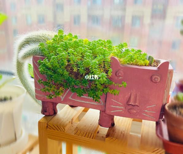 猫咪花盆