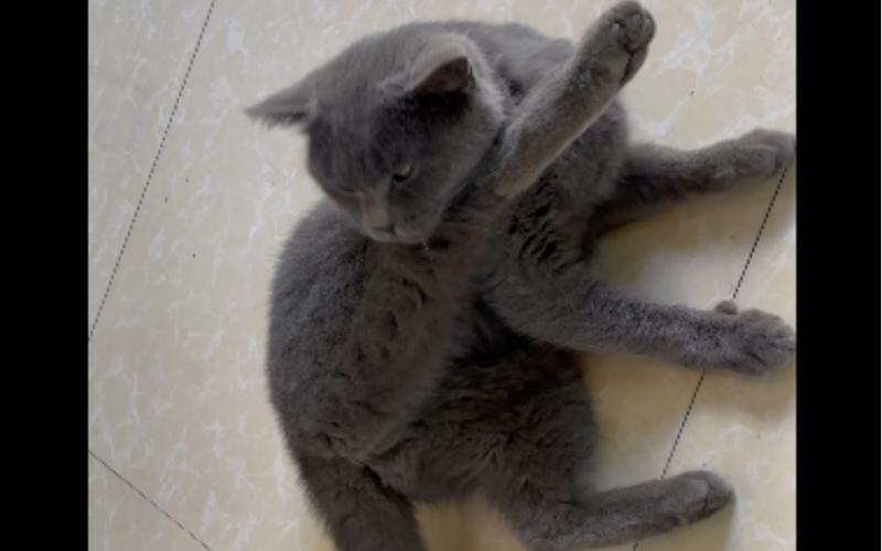 冲刺猫 冲刺猫