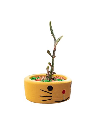 猫咪花盆