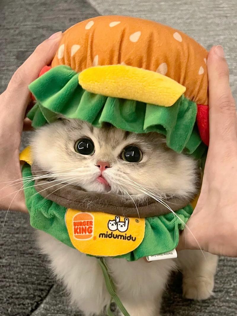 汉堡猫猫