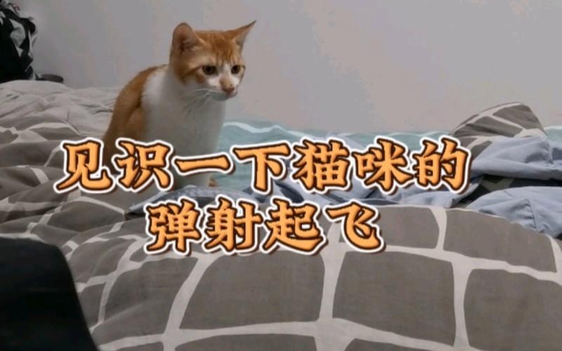猫咪弹射