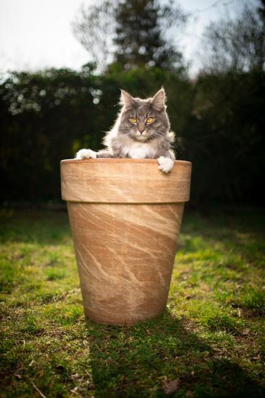 猫咪花盆