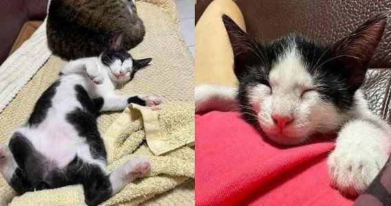 贪吃猫
