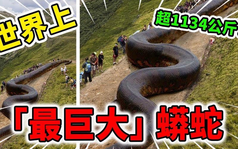 超级大食蛇