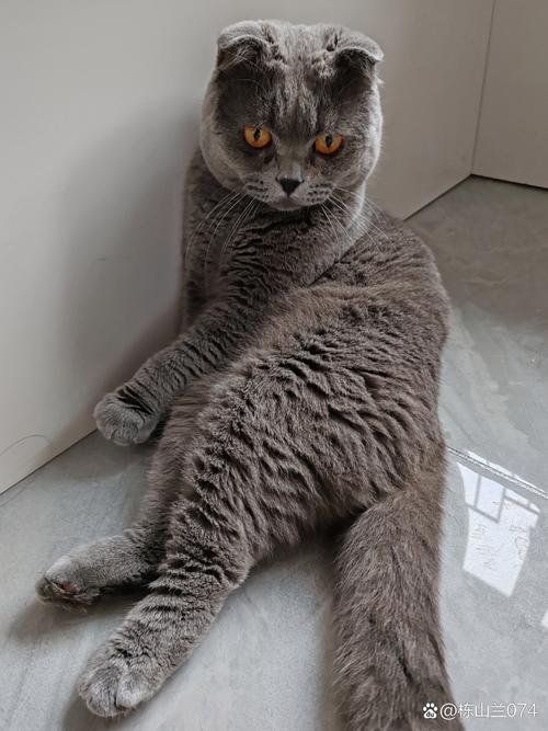 贪吃猫 贪吃猫