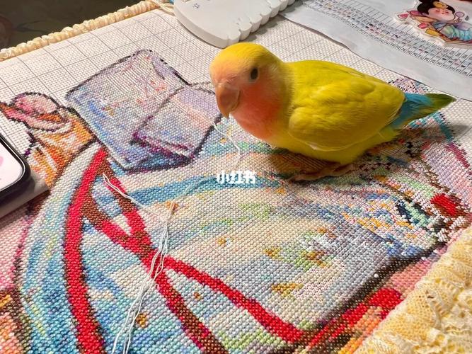 捣蛋的小鸡