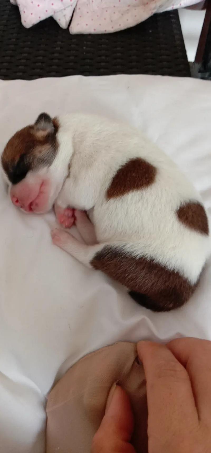 小狗新生婴儿