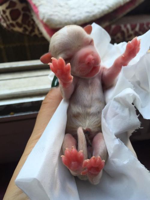 小狗新生婴儿