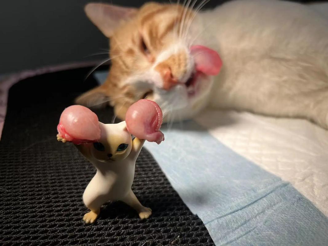 拆弹猫最新版
