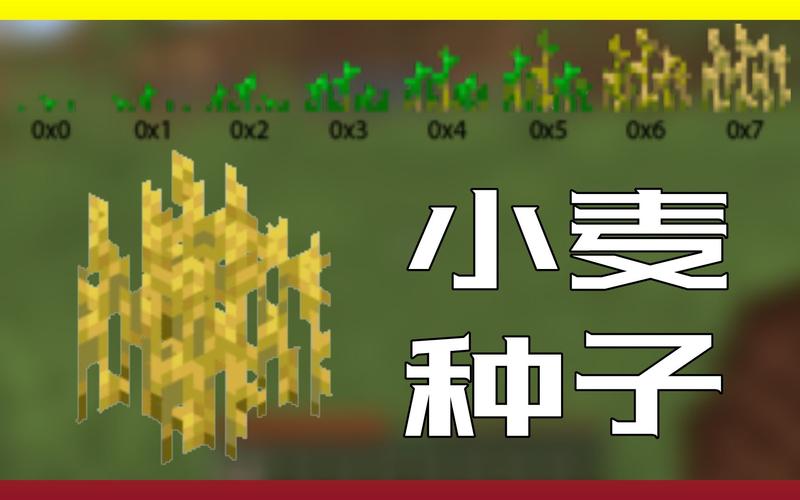 我的世界麦子