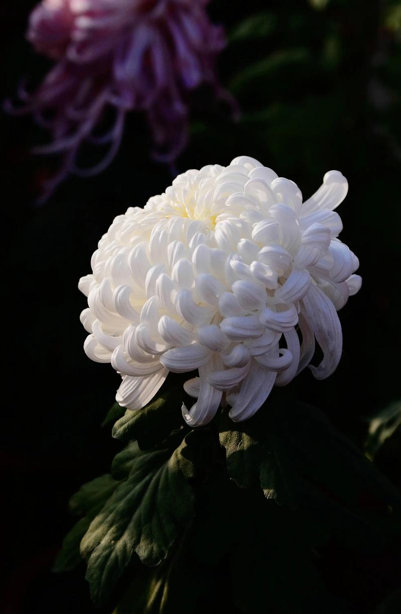 抖音无人菊花什么音乐