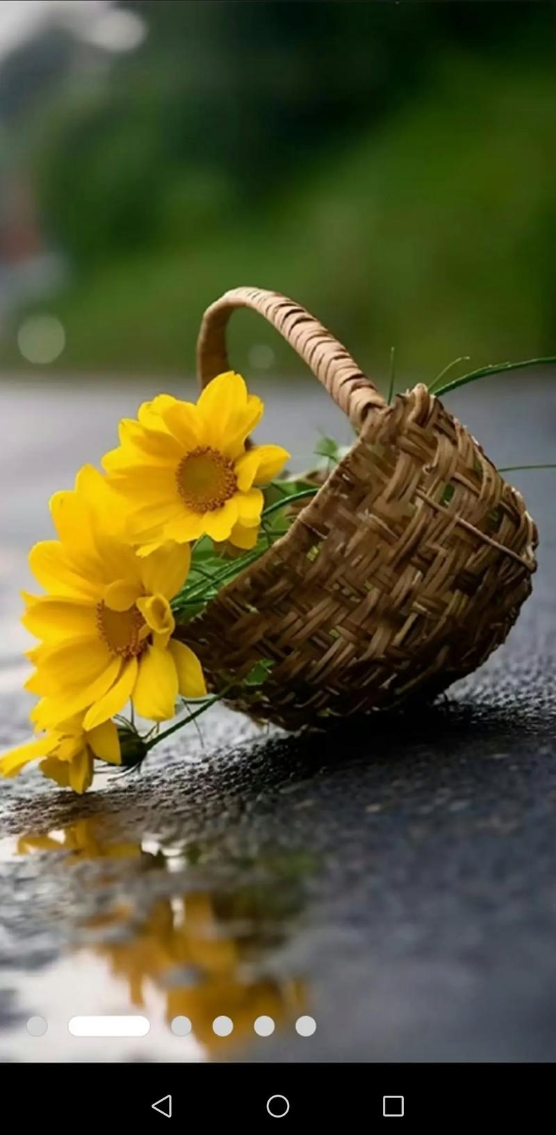 抖音无人菊花什么音乐