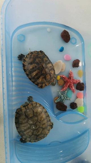 二对二 二对二