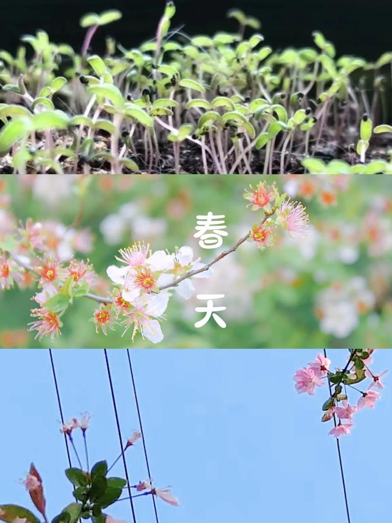 抖音 你喜欢什么季节
