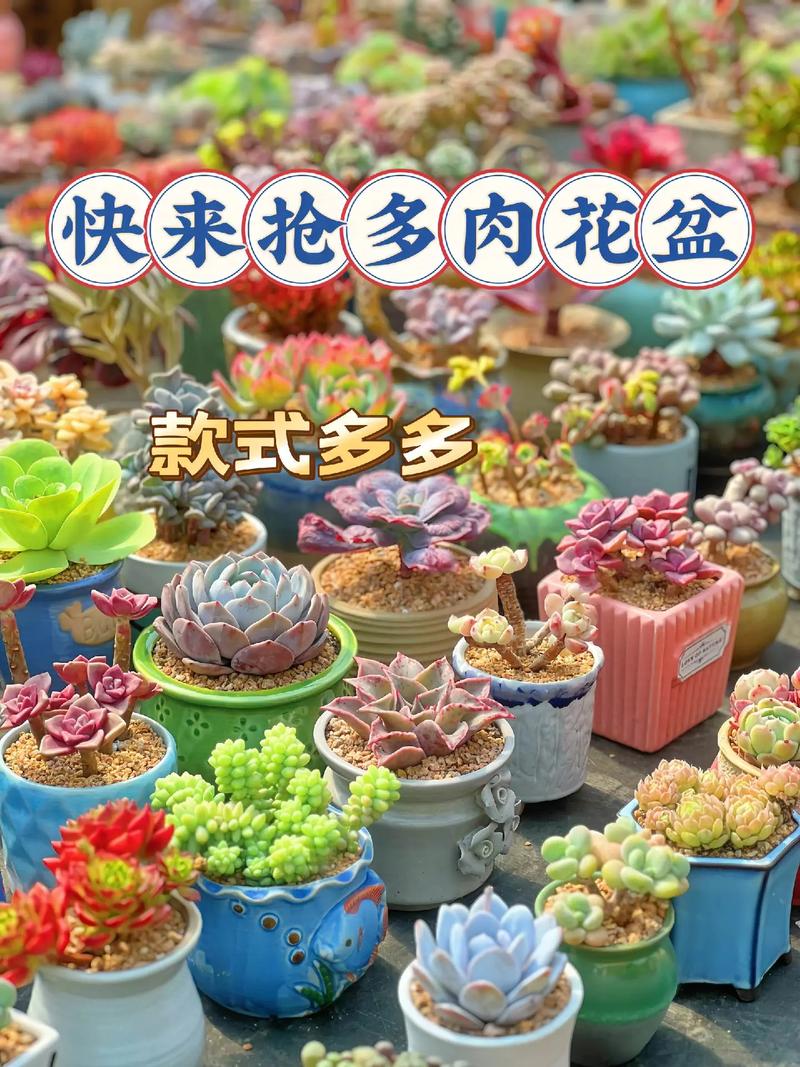 花盆抖音直播卖什么