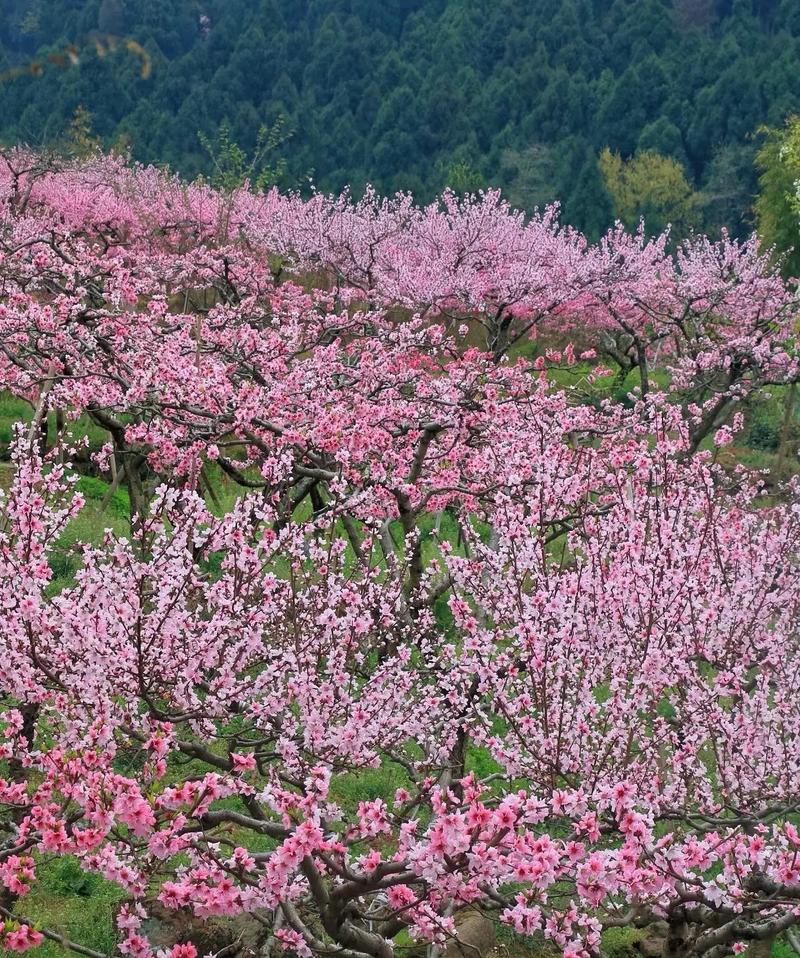 抖音特效桃花是什么
