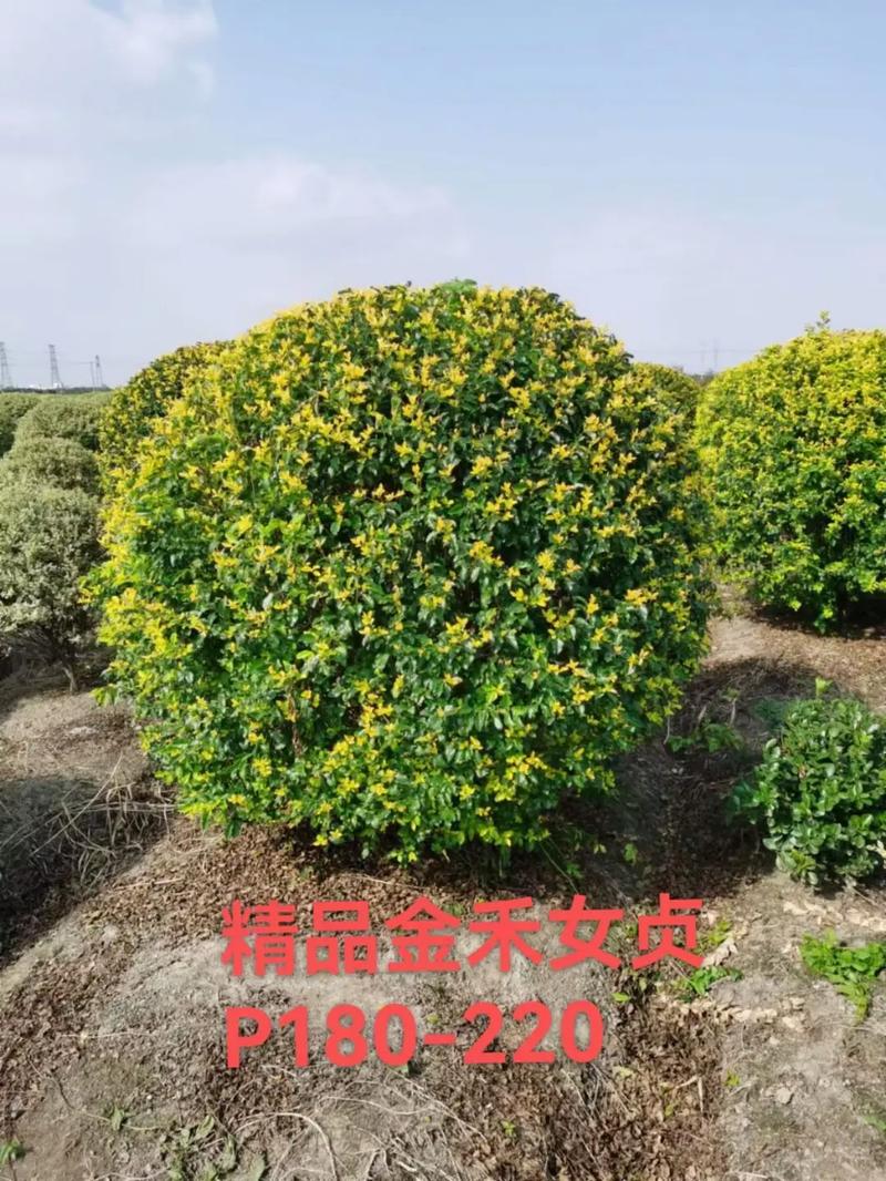 抖音苗圃在什么类目
