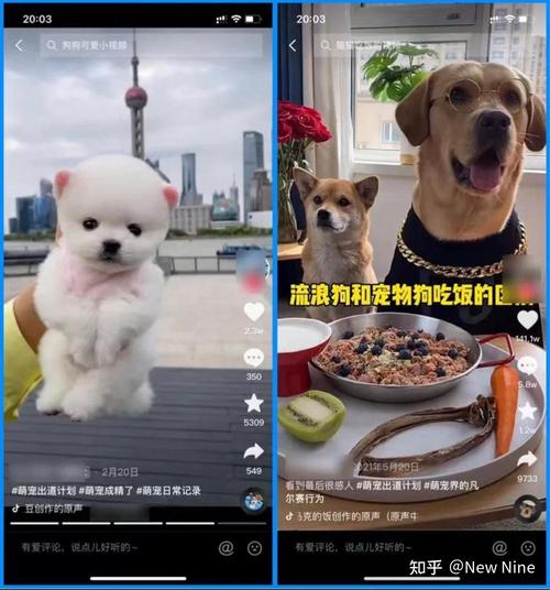 抖音养什么宠物赚钱